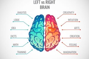 Right brain